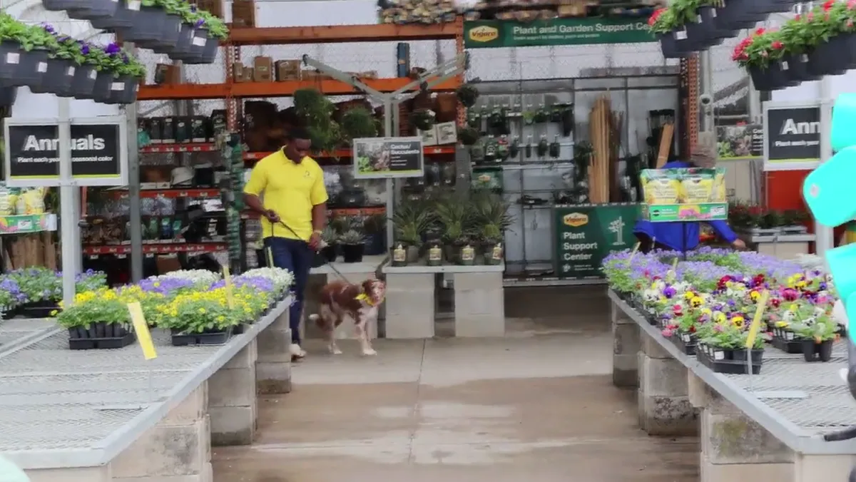 A Tip Top K9 trainer keeping a dog focused at a plant nursery near New Caney