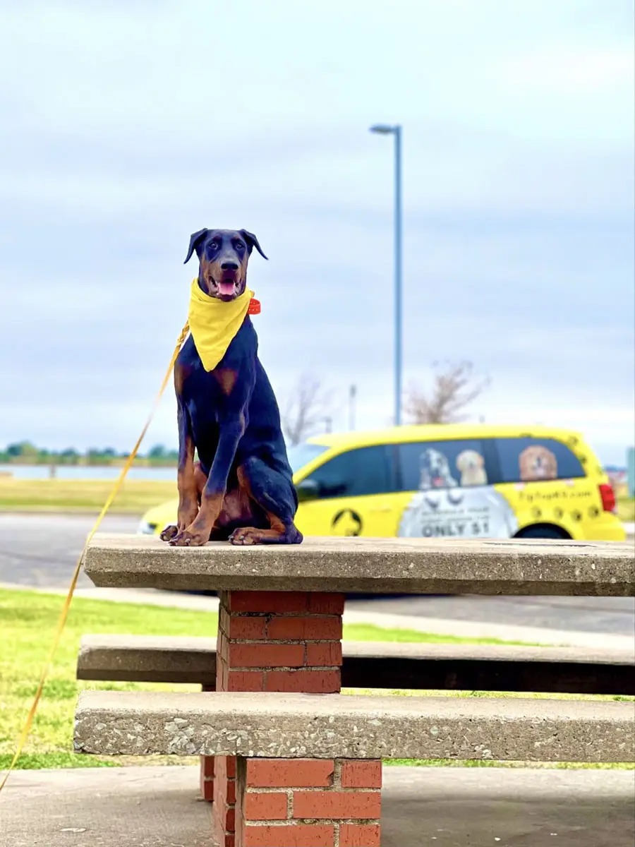 Doberman sitting calmly on a picnic table in front of a Tip Top K9 yellow van