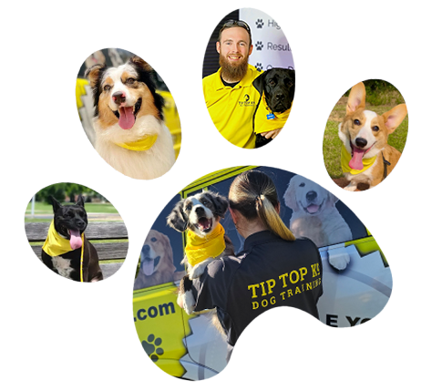 Paw-print photo collage