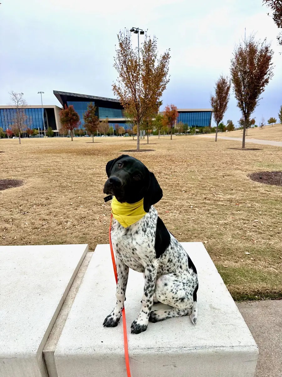 German Shorthaired Pointer holding a steady sit-stay after Tip Top K9 training