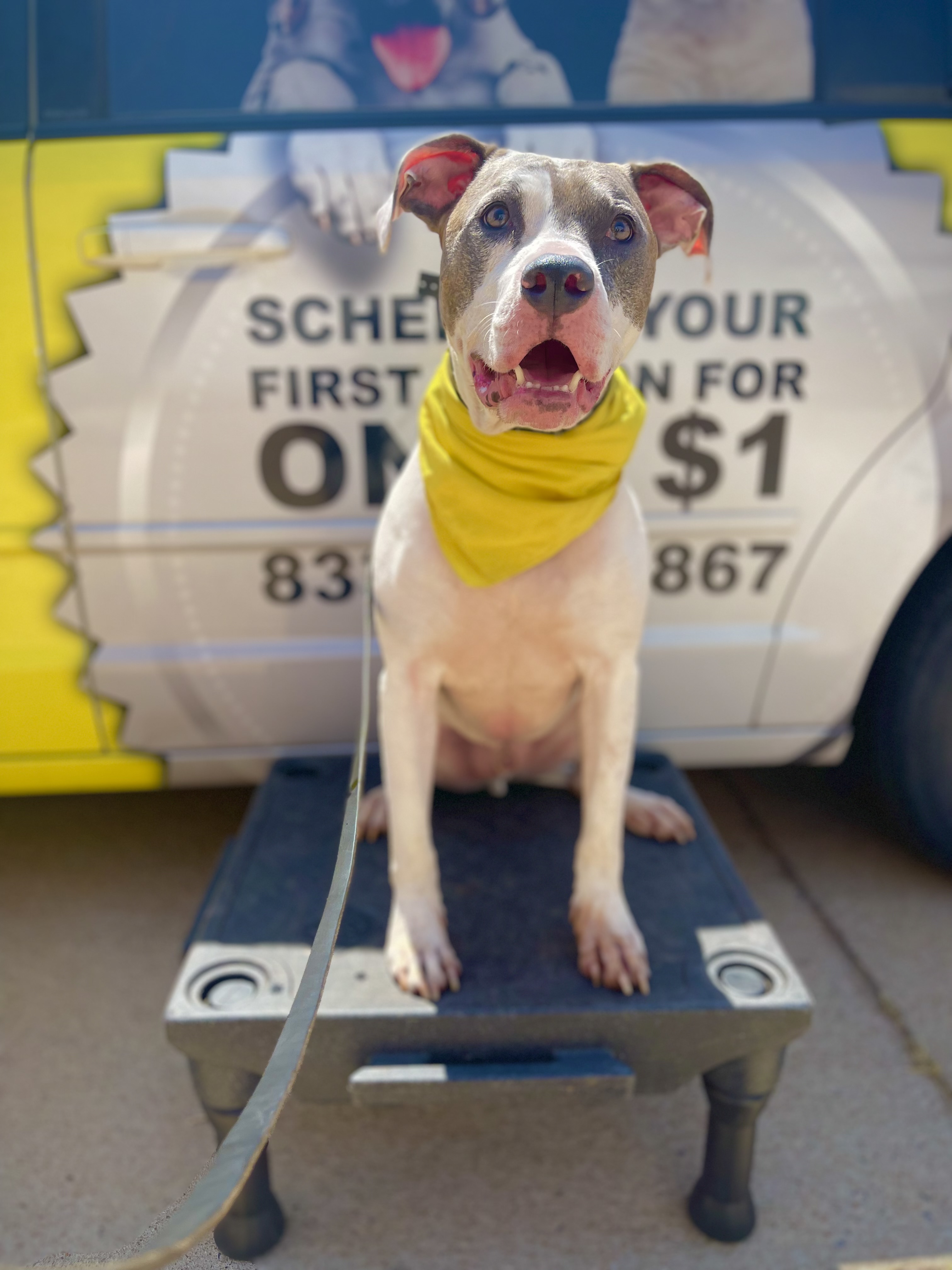 A blue nose pit bull holding a calm down-stay on a training platform by a Tip Top K9 van near Katy