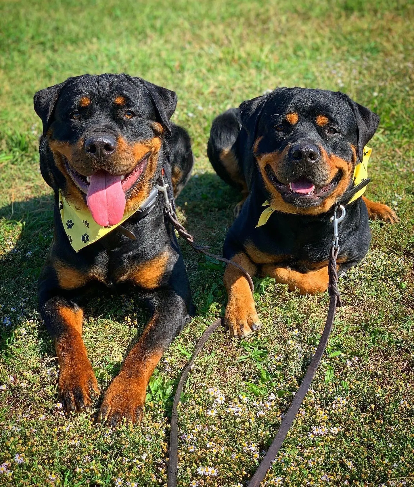 Two Rottweilers relaxing calmly in yellow Tip Top K9 bandanas near Crosby