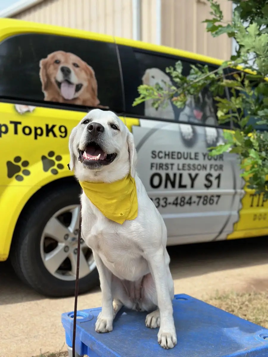 Yellow Lab sitting calmly on a platform in front of a Tip Top K9 yellow van